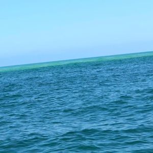 Meet your Posher, Neftalin